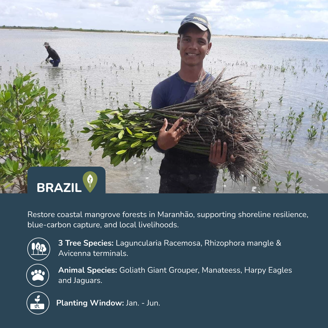 Plant Trees in Brazil