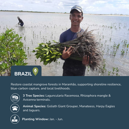 Plant Trees in Brazil