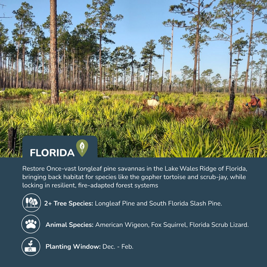Plant Trees in Florida