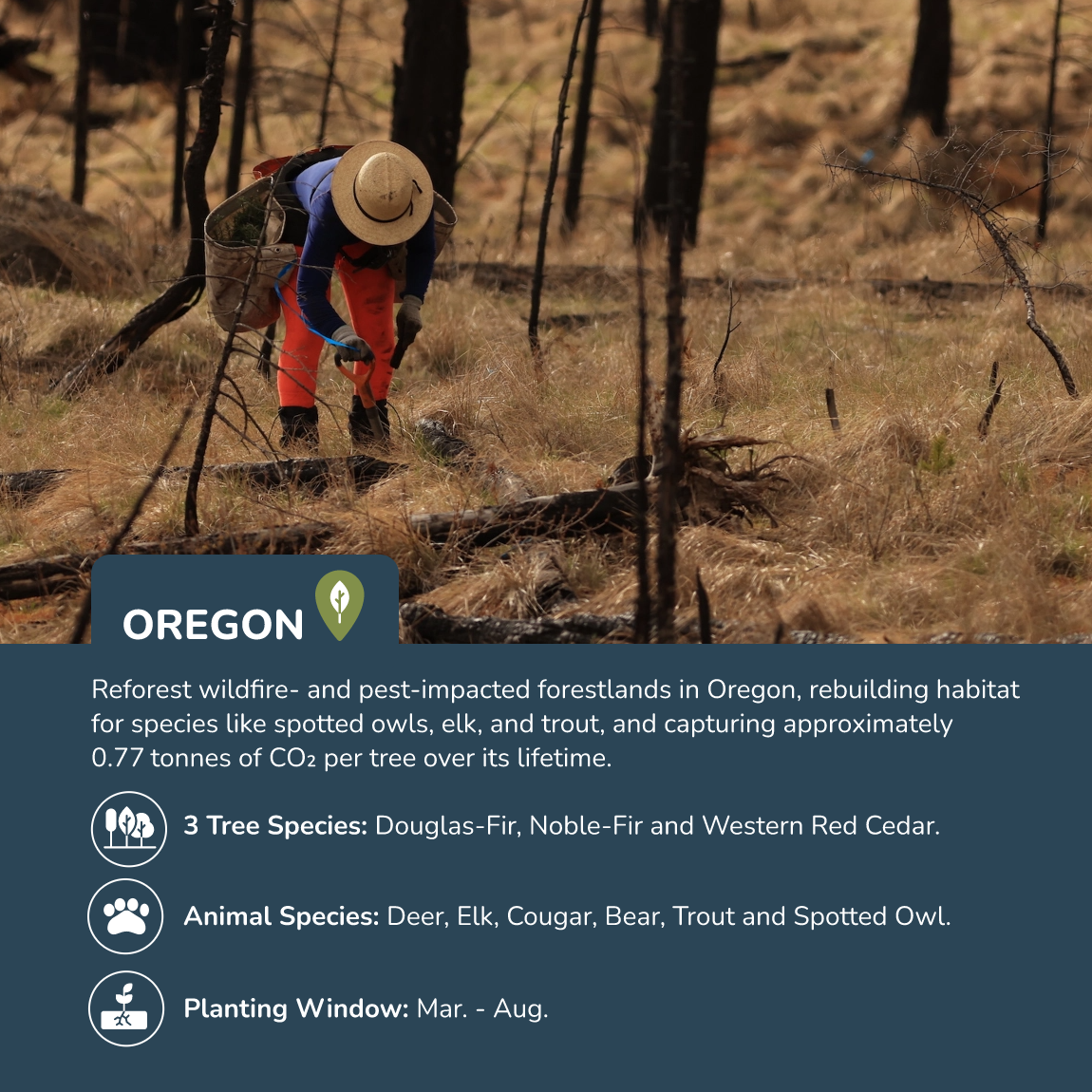 Plant Trees in Oregon