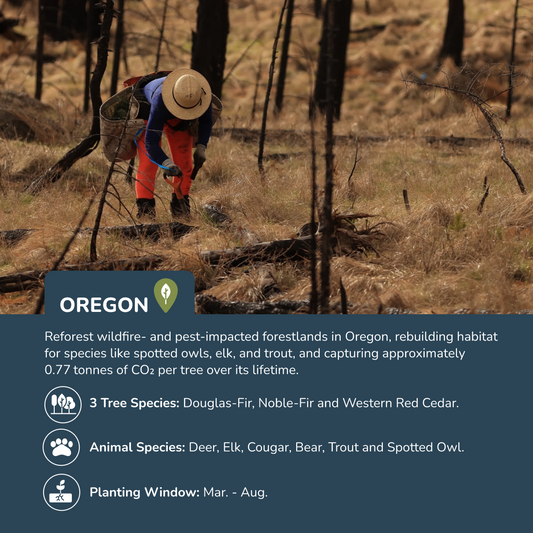 Plant Trees in Oregon