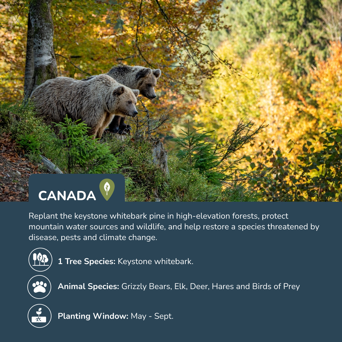 Memorial Trees (Canada)