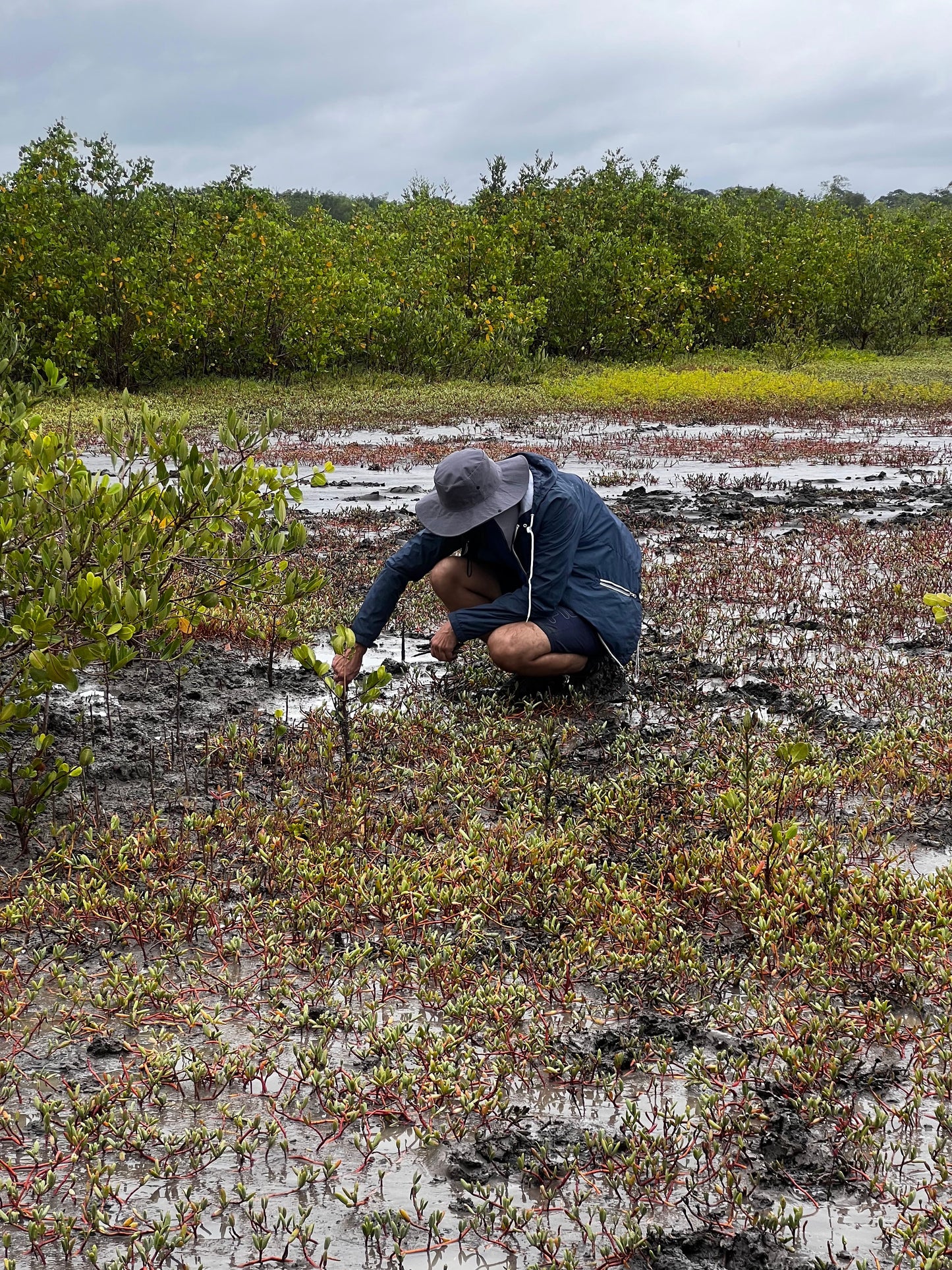 Plant Trees in Brazil