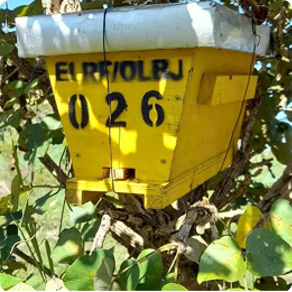 Protect the Bees