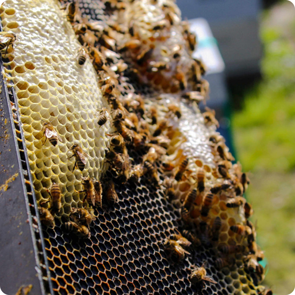 Protect the Bees