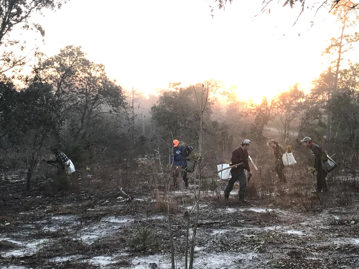 Plant Trees in Florida