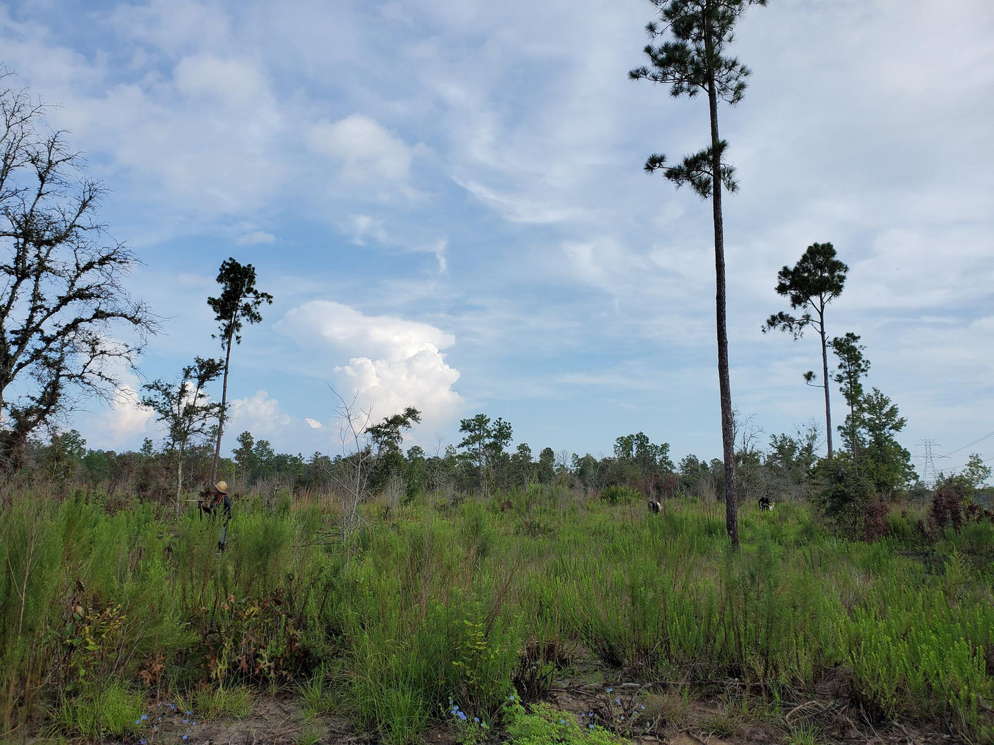 Plant Trees in Florida