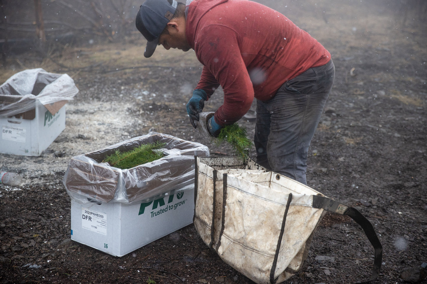 Plant Trees in Oregon