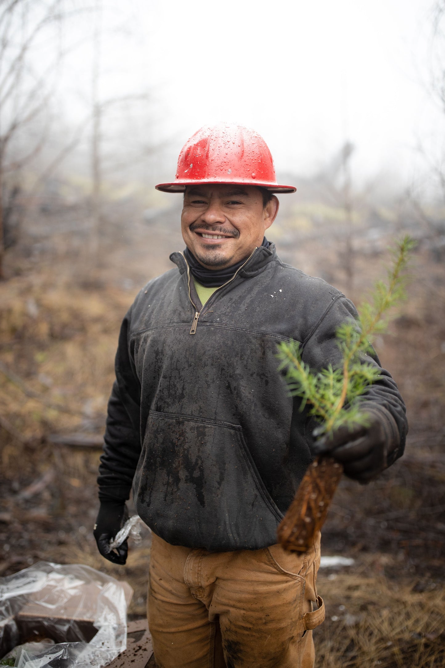 Plant Trees in Oregon