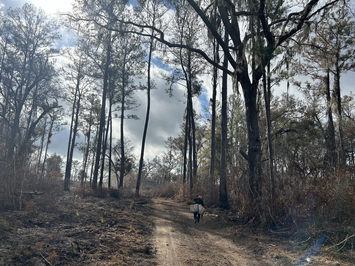 Plant Trees in Florida