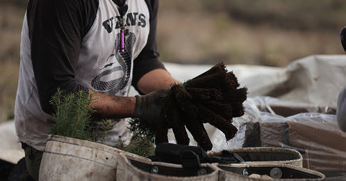 Plant Trees in Oregon